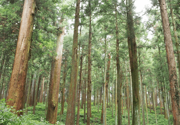 飯豊の資源と職人の技を活かした地産地消の家